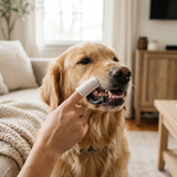 Användning på hund – rengöring vid tandköttslinjen
